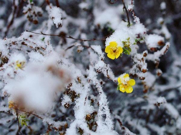 Potentilla kvete pod sněhem