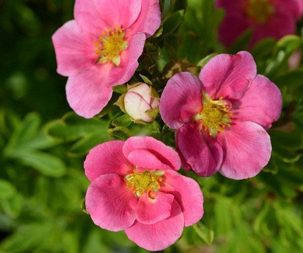 růžové květy cinquefoil