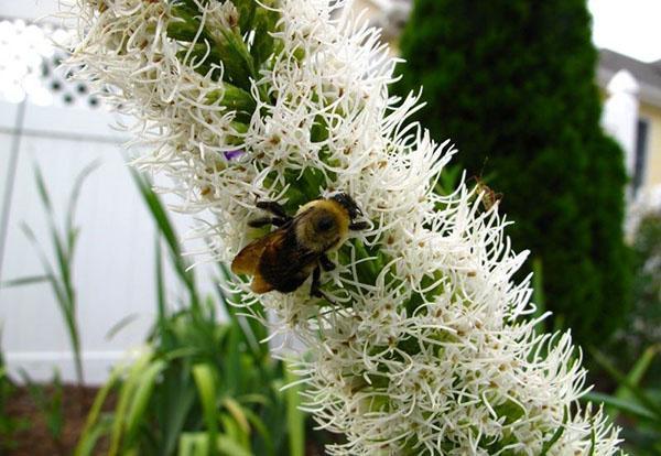 نبات العسل
