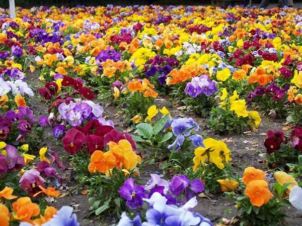 zahradní koberec kvetoucích macešek
