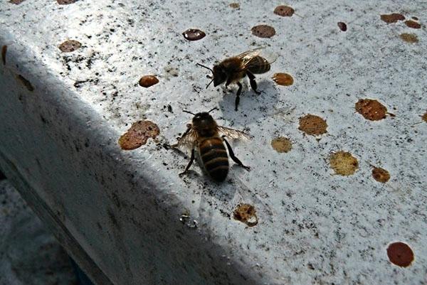 Erster Bienenflug
