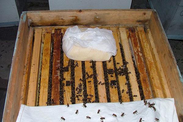 Vorbeugende Arbeit im Bienenstand