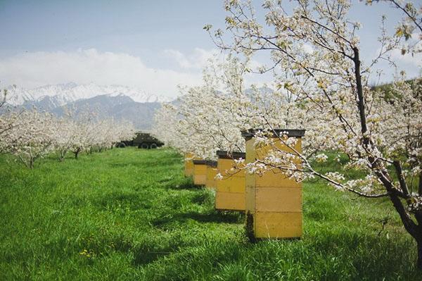 Einen Bienenstand im Garten aufstellen