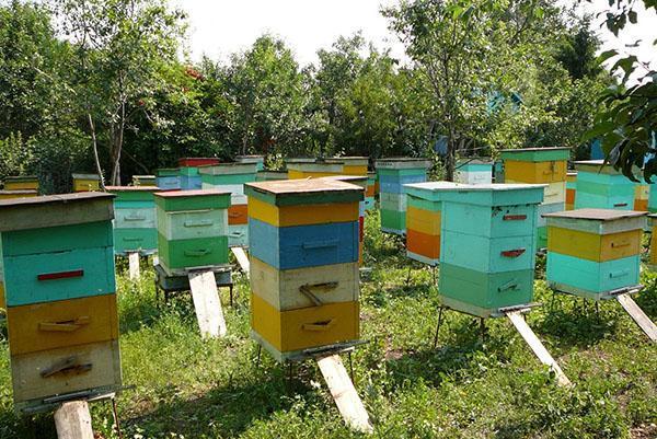 Korrekt ausgeführte Vorarbeiten im Bienenstand sorgen für ein gutes Bestechungsgeld