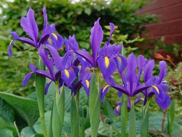 zarte Iris im Garten