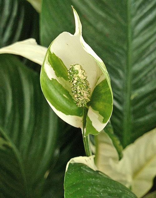 Bunte Farbe des Spathiphyllum-Blütenstandes
