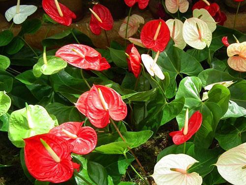 Roter Blütenstand von Anthurien