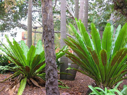 Asplenium Südasiatische (A. Australasicum)