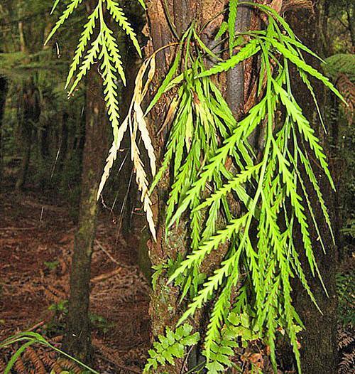 Herabhängendes Asplenium (Asplenium flaccidum)