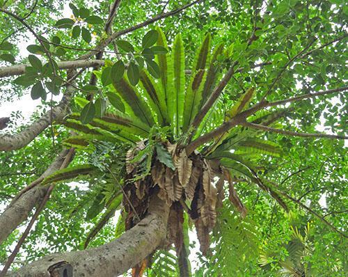 Asplenium-Zucht (A. nidus)