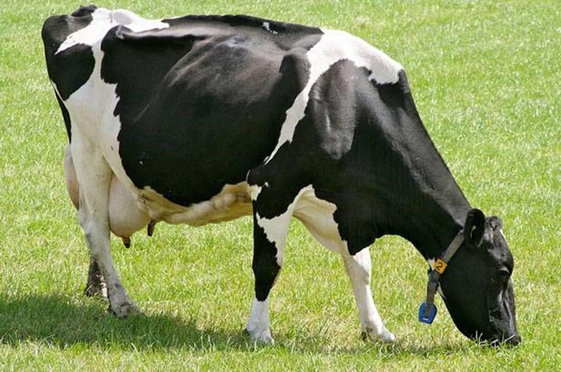 سلالة البقر الهولندية