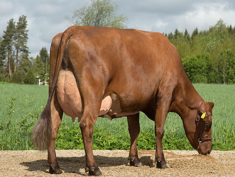 سلالة الأبقار الدنماركية الحمراء