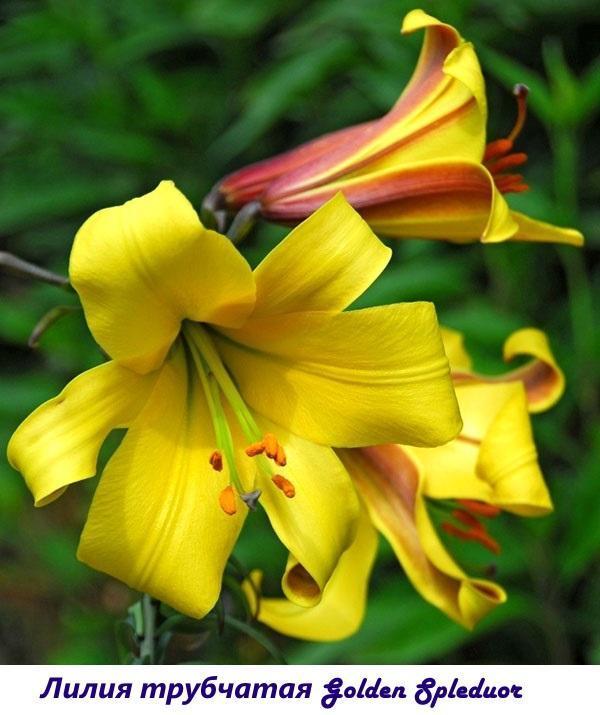 Trubka Lily Golden Splendor