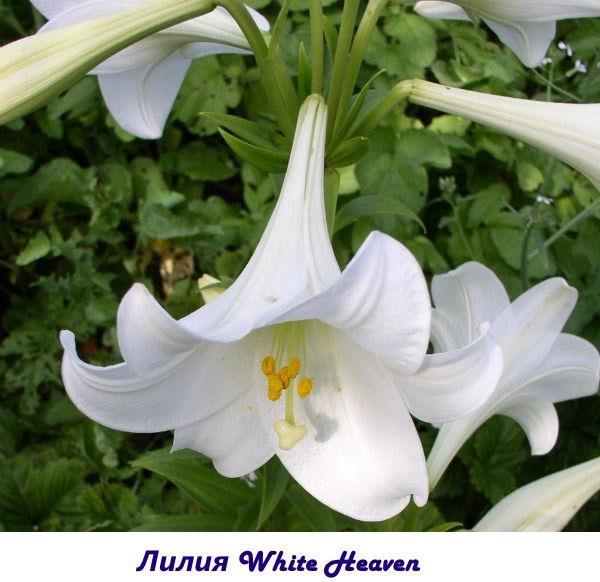 Lily White Heaven