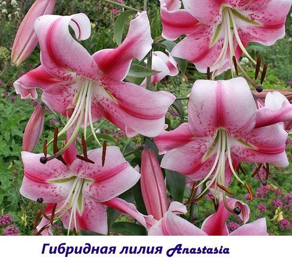 Hybridní lilie Anastasia