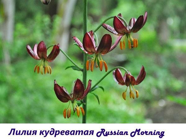 Kudrnaté lilie ruské ráno
