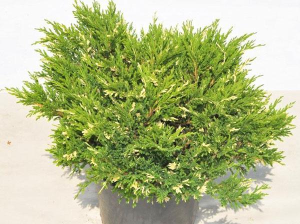 Wacholder andorra variegata
