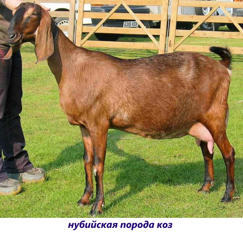 plemeno núbijská koza