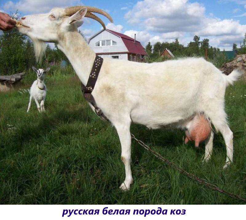 Russische weiße Ziegenrasse