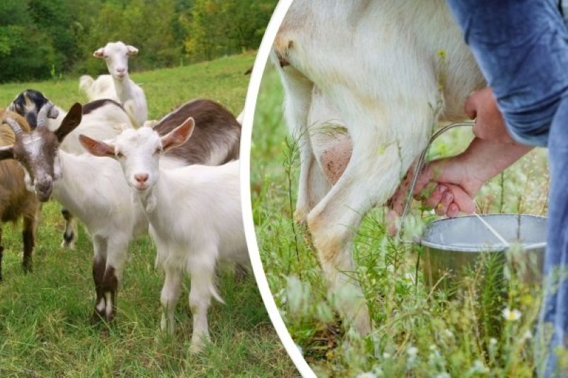 Jaké plemeno koz má mléko bez zápachu