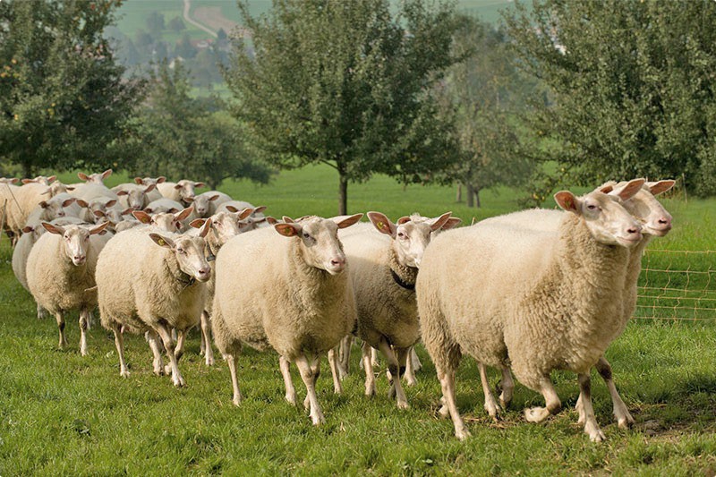 Ostfriesische Schafe