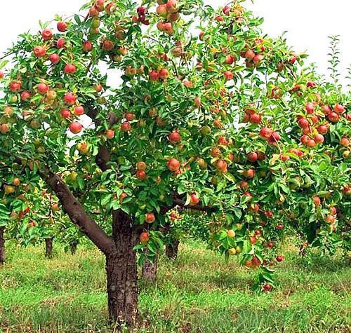 Apfelbaumsorten Zhigulevskoe