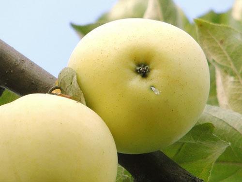 Äpfel der Sorten Weiße Füllung
