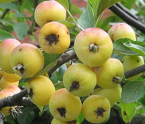 Goldener chinesischer Apfelbaum
