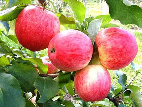 Odrůdy jablek Rané aloe