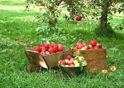 Ernte der frühen Äpfel