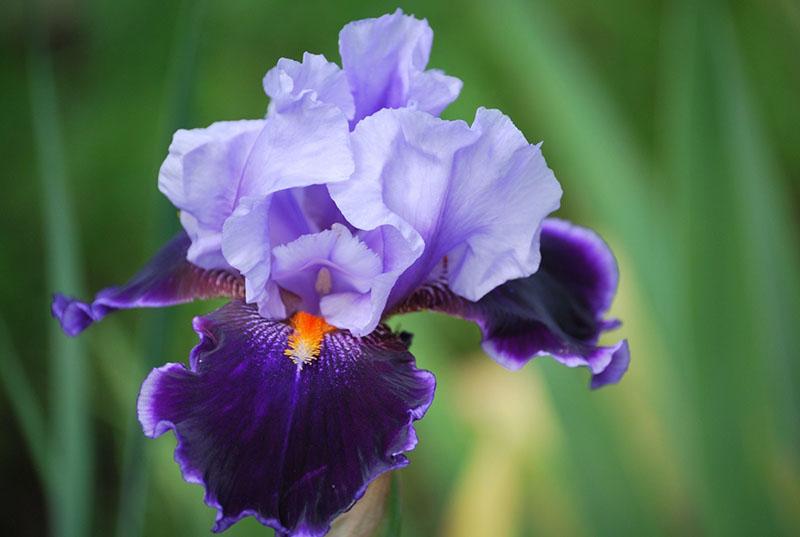 bescheidene sanfte Iris