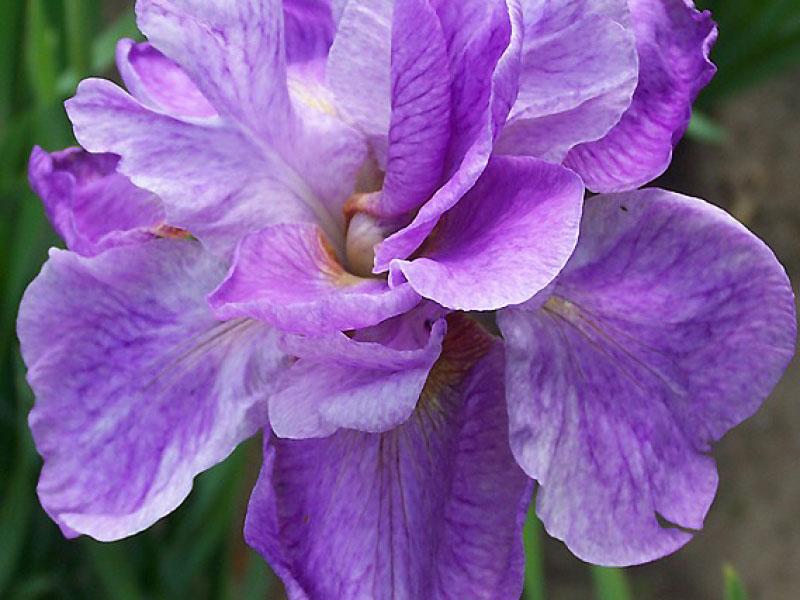 iris královský opál