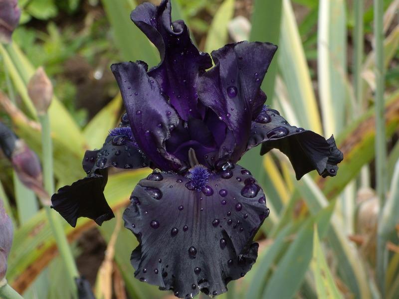 Iris schwarzer Drache