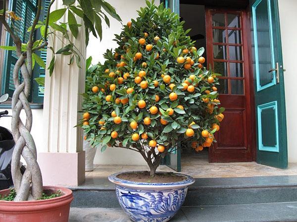 Kumquat auf der Terrasse