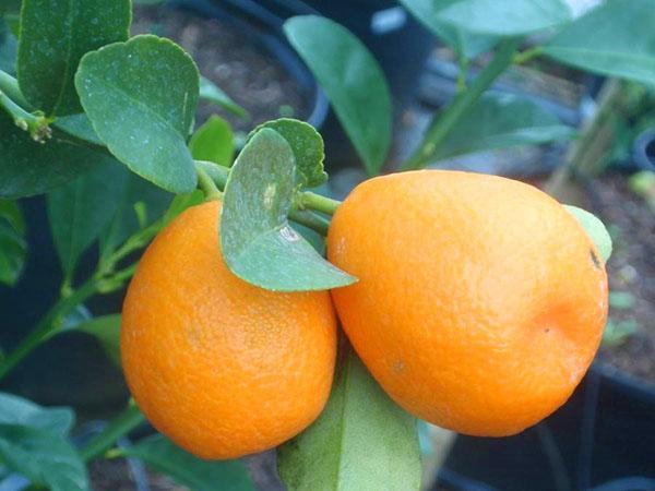 فوكوشي برتقال