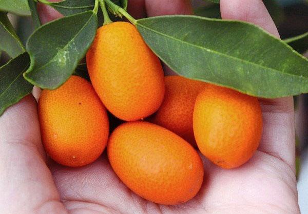Kumquat-Nagami