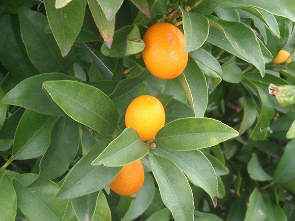 Kumquat malaiisch