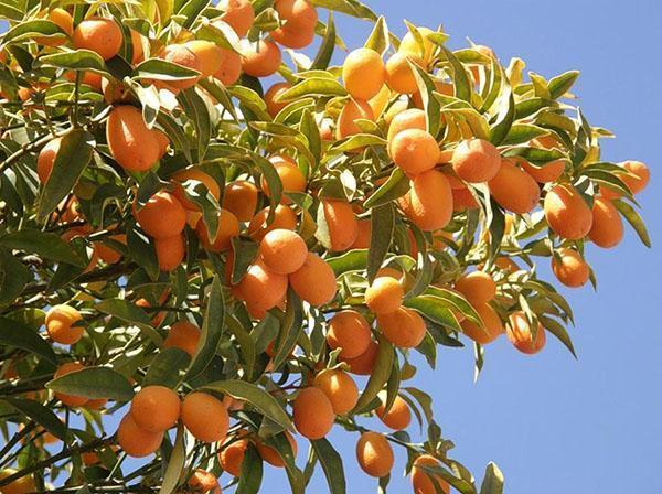 Kumquat-Sorten