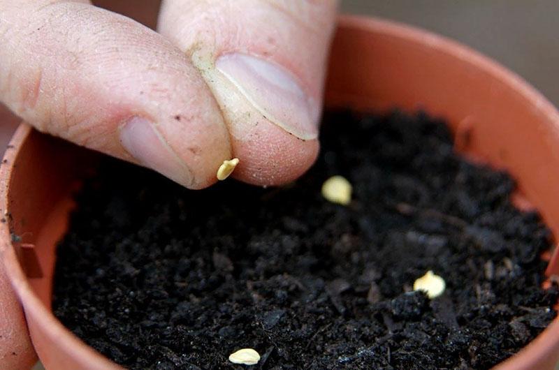 výsev semen pepře