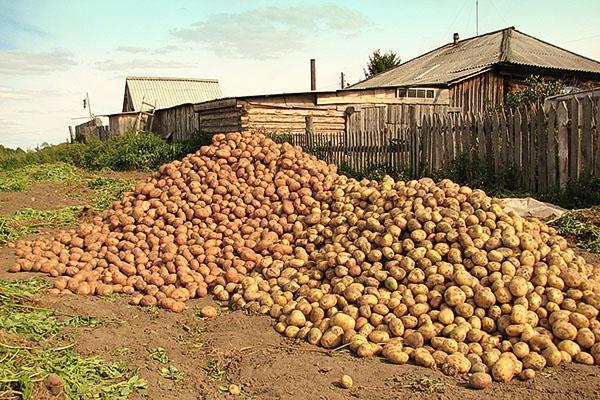 Ernte verschiedener Kartoffelsorten