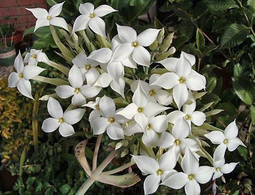 زهور رخام كالانشو