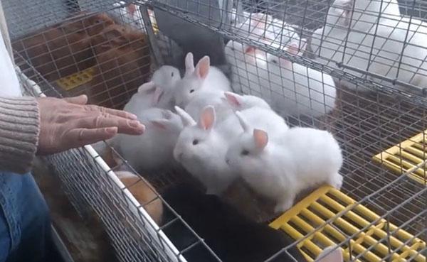 Chov králíků v klecích