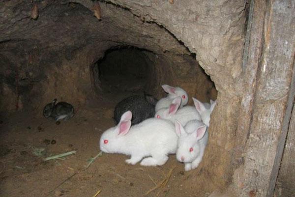 Chov králíků v jámě