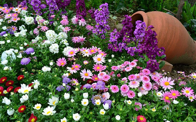 üppig blühendes Landblumenbeet