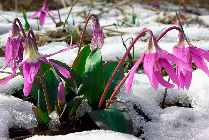 kandyk květina pod sněhem