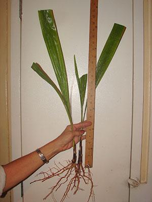 Velikost sazenic datlové palmy