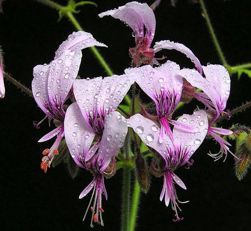 Pelargonium ozubené