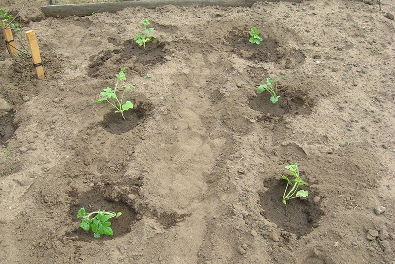 زراعة شتلات البطيخ