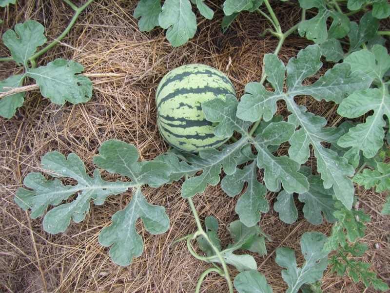 نشارة زرع البطيخ