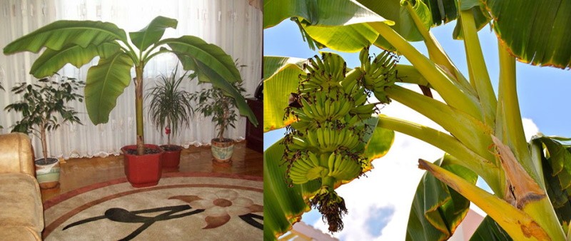 Sorten von Bananenbaum
